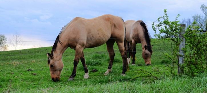 image of chestnut horse grazing in a field
