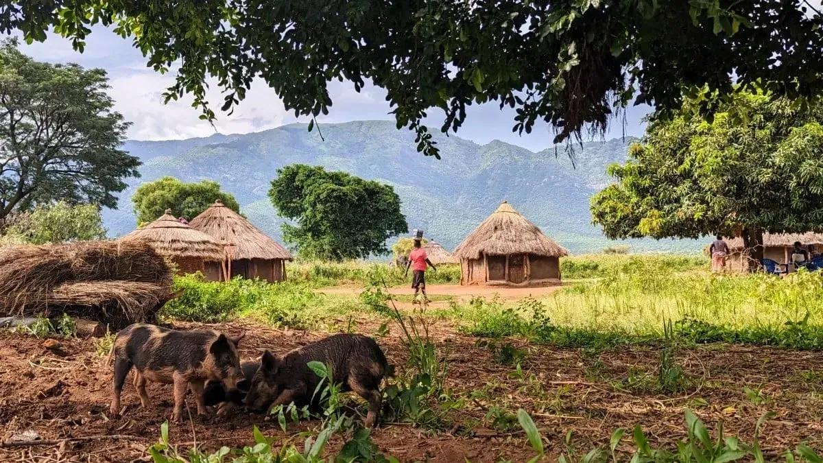 Pigs in Ugandan village, a woman can be seen walking in the background