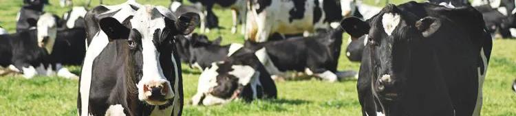 cows in field
