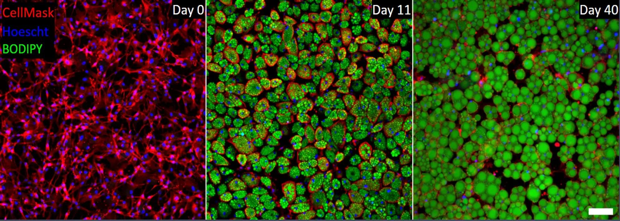 Stem cells turning into fat cells over a span of 40 days. Accumulated fat is shown in green.