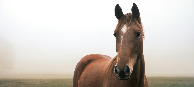 pic of the top of a chestnut horse with a white blaze on its nose 