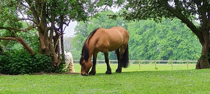 image of chestnut horse grazing green grass in a field