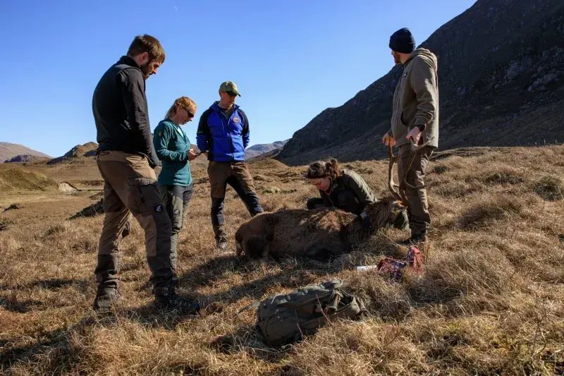 Researchers fitting a collar on a stag in the Highlands