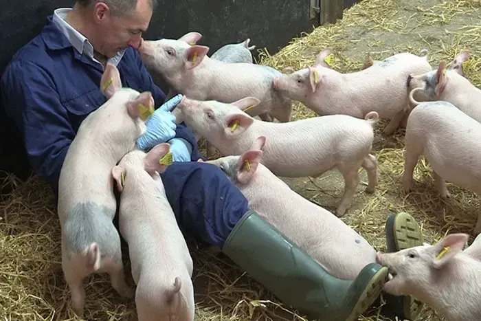 Man on floor surrounded by playful piglets