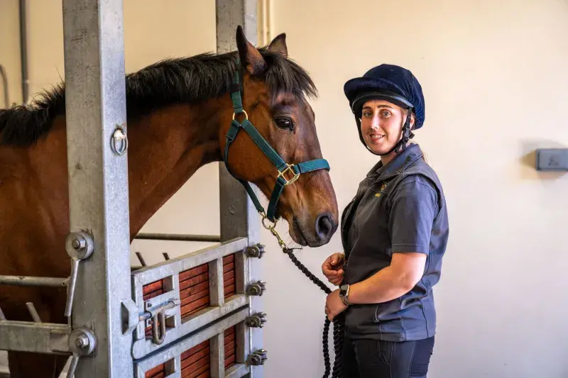 A horse with a person 