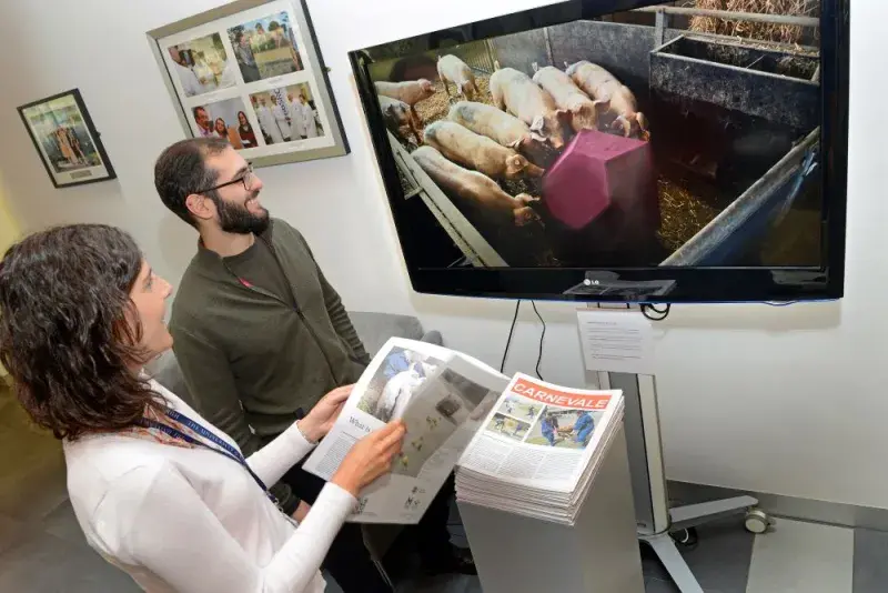 Two people looking at a magazine and a large screen showing pigs interacting with an object