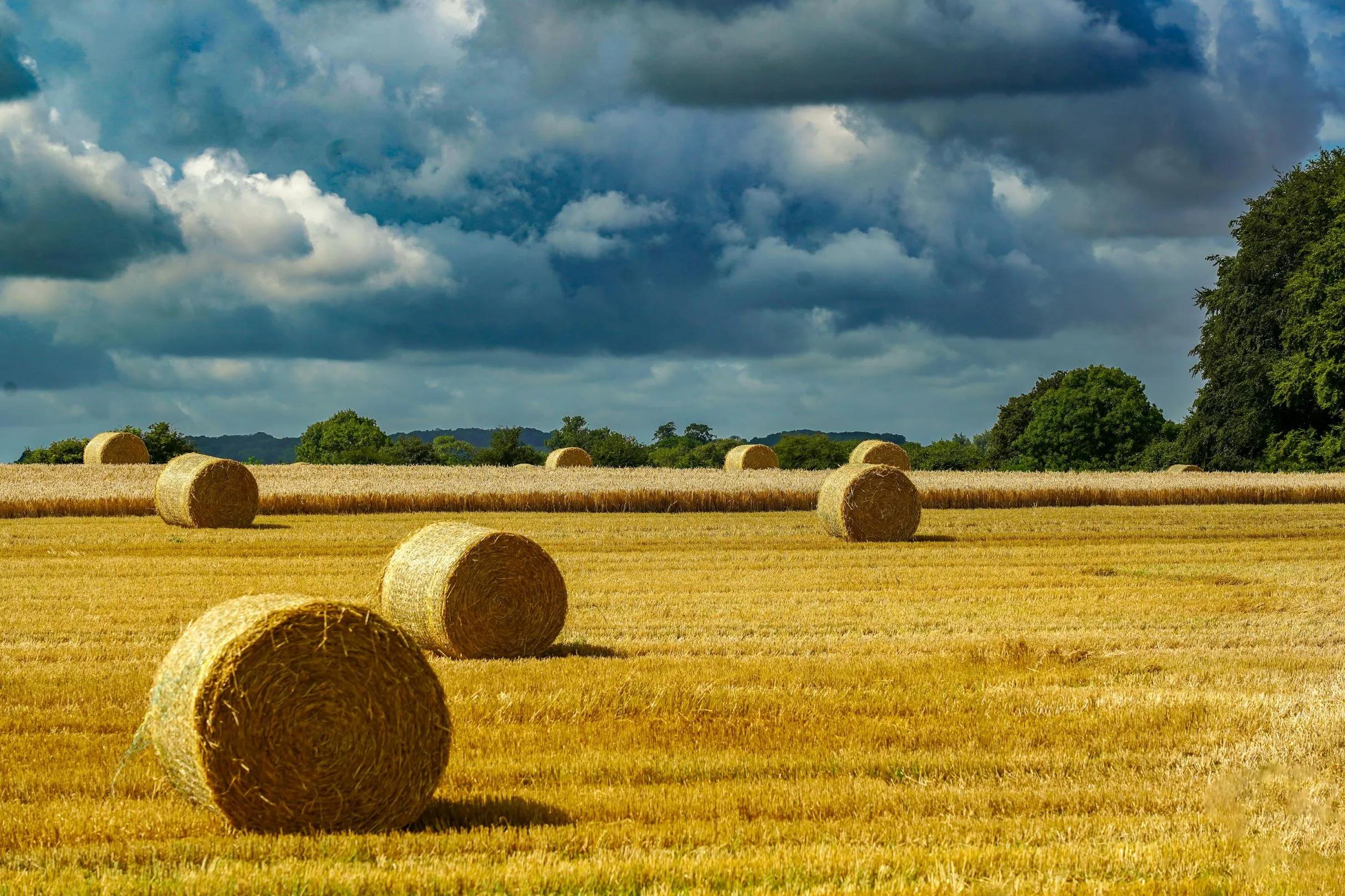 Round hay bales await collection in a field under a cloudy sky