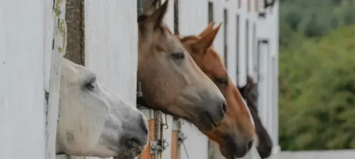 horse horses looking over stable doors