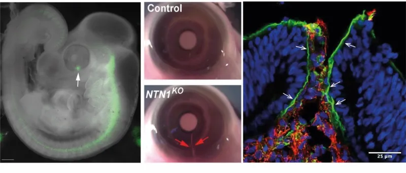Investigating epithelial tissue fusion during embryonic development