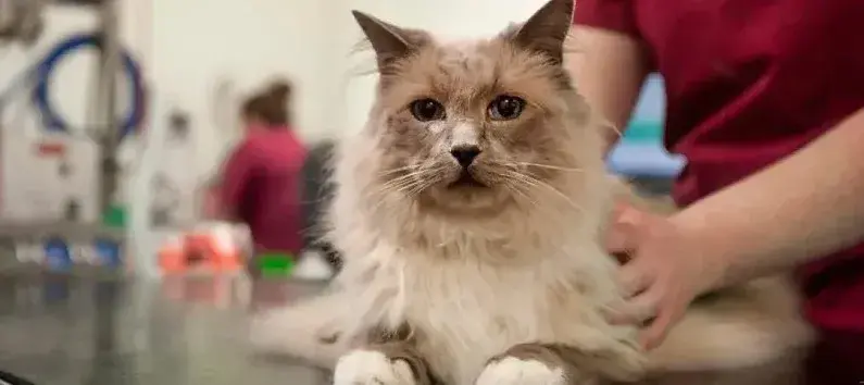 ragdoll cat lying on examination tale in veterinary settings, being gently held by someone (only arms are in view) 