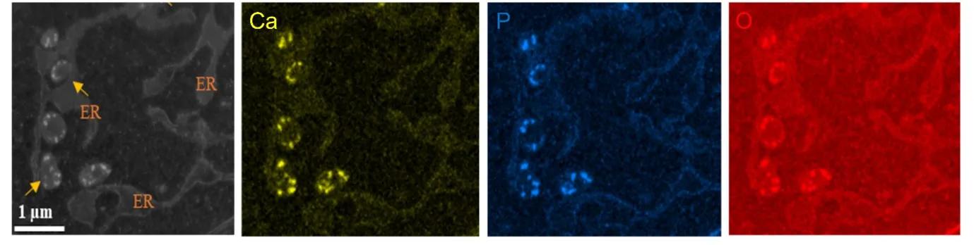 Farquharson Lab (research image)