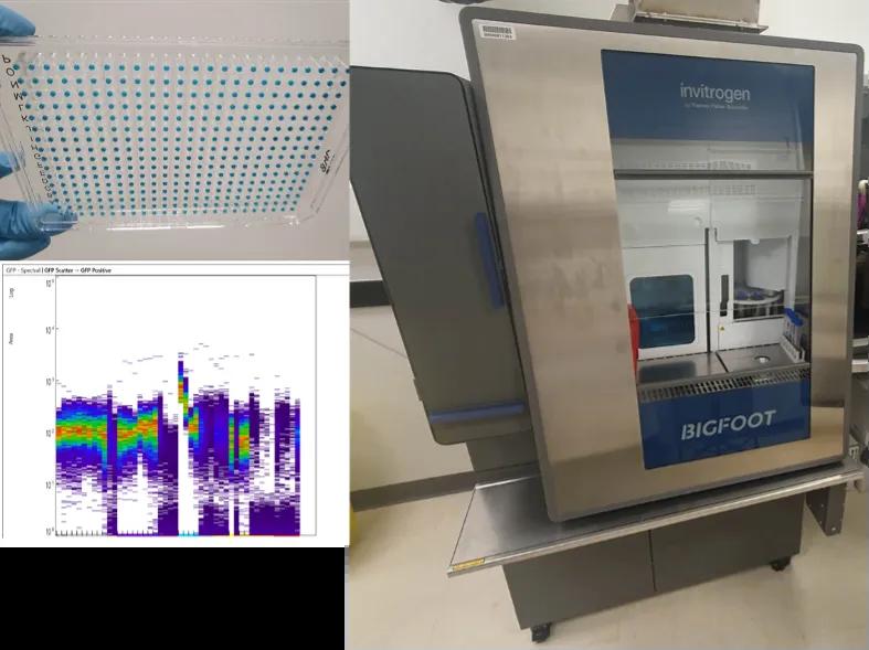 Bigfoot cell sorter with example of 384 well plate with single bead coulometric test sort and a spectral signature for dissociated chicken embryonic eye cells expressing GFP tagged NTN1