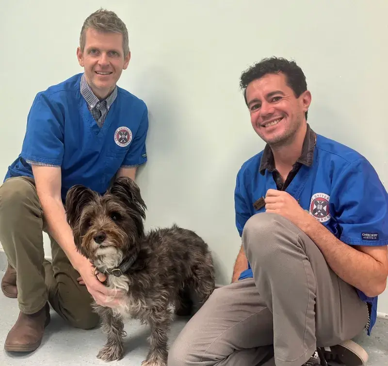 two male vets kneeling on the floor next to a cairn terrier 