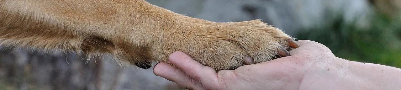hand and paw