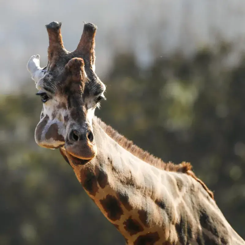 photo of giraffe with large lump on the side of its face