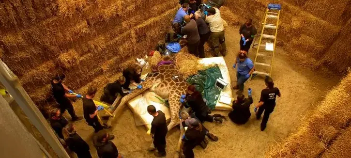 image of giraffe lying on a straw bed and being tendered to by a large group of people