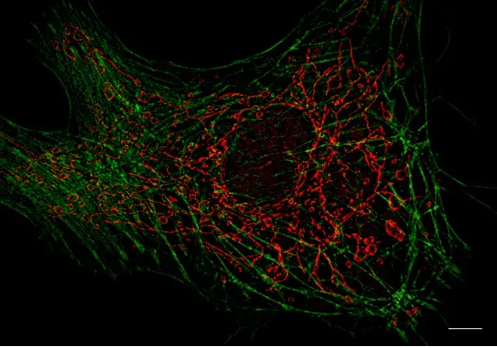 Zeiss Elyra 7 with Lattice SIM²