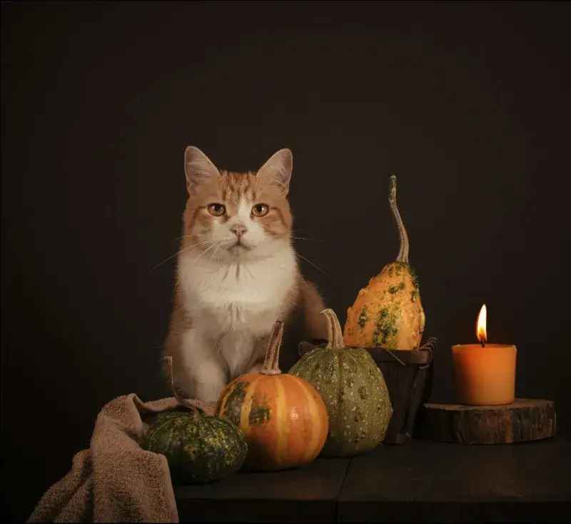 cat sat next to pumpkins