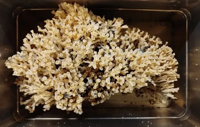 coral2