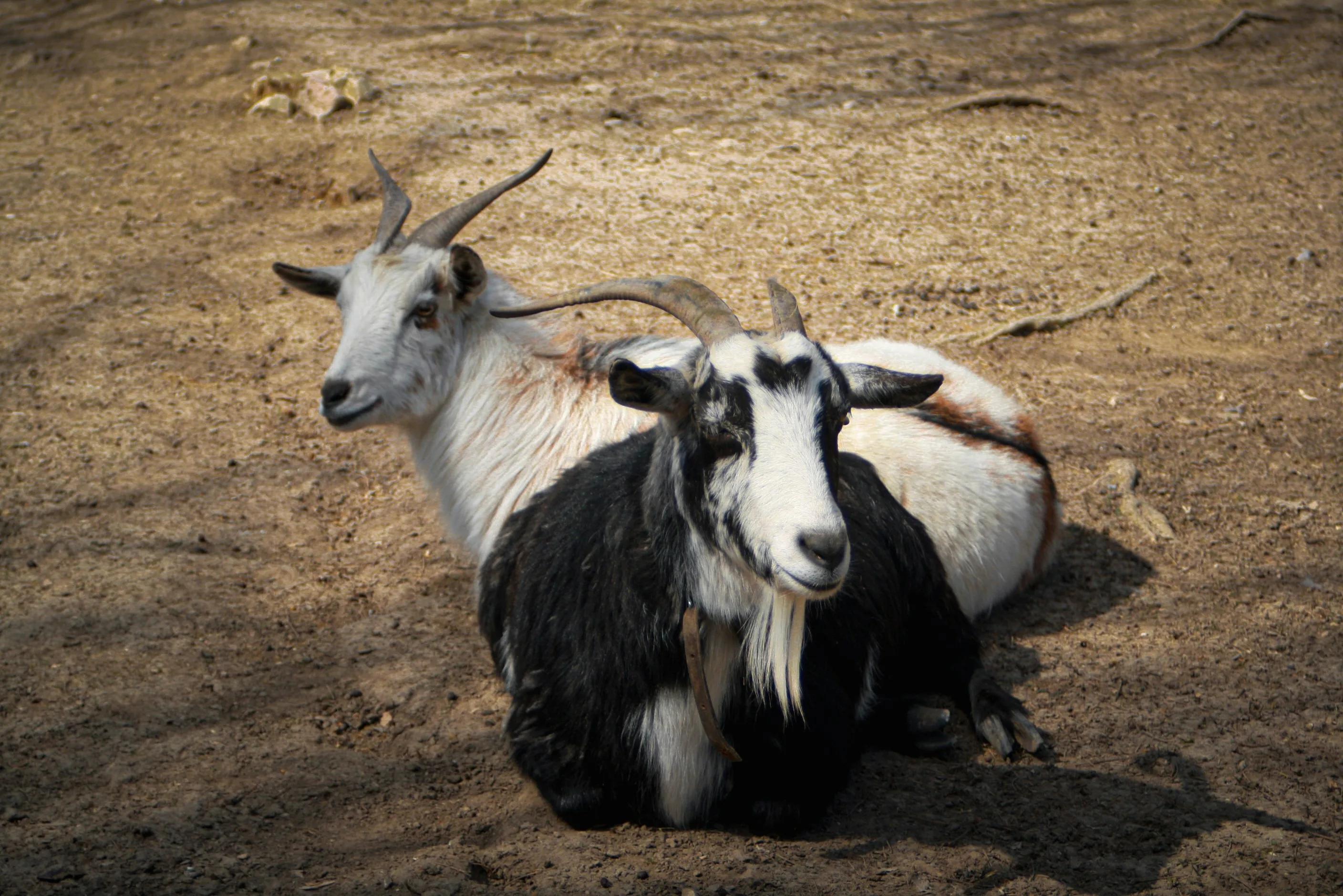 Two goats lie on the ground in a dusty field.
