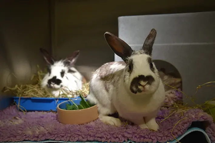image of two rabbits relaxing in a kennel on a bed of straw