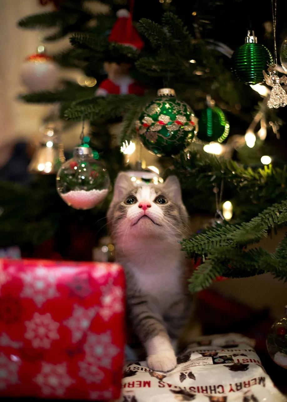 image of kitten sitting under a christmas tree