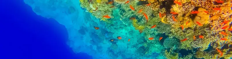 A colourful coral reef
