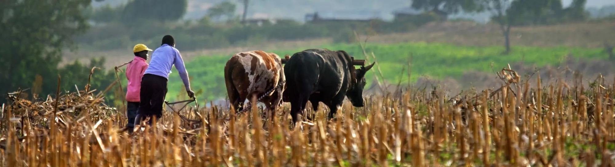 Farmers in field with livestock