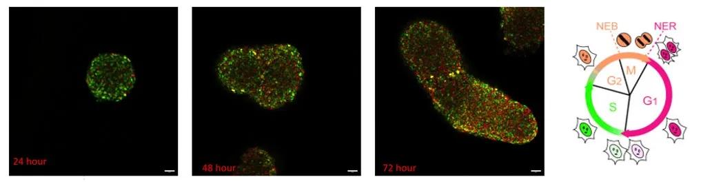 Bovine embryonic stem cells forming gastruloids 