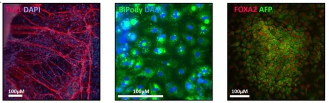Domestic pig iPSC derived Ectoderm, Mesoderm and Endoderm.