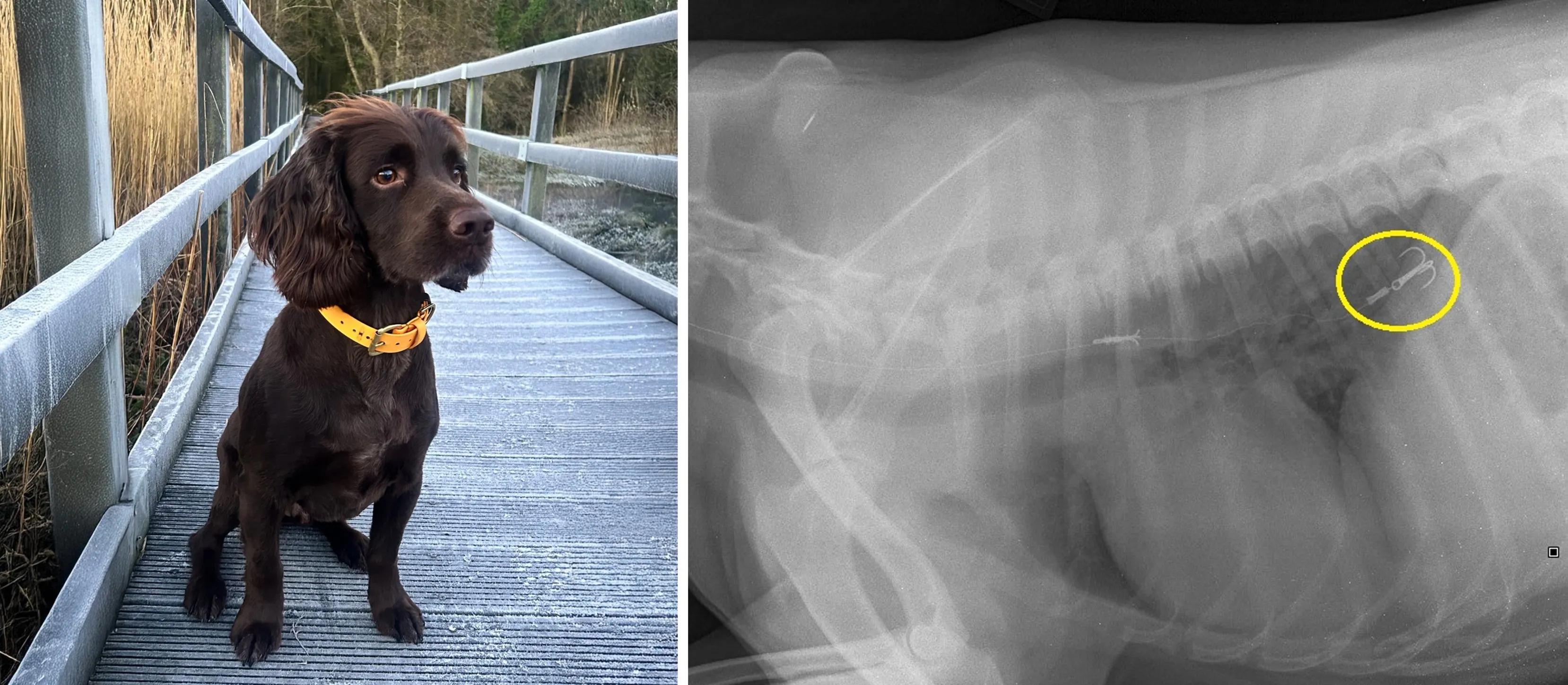 brown spaniel with yellow collar sitting on wooden bridge and xray of dogs abdomen showing a triple headed fish hook in its stomach