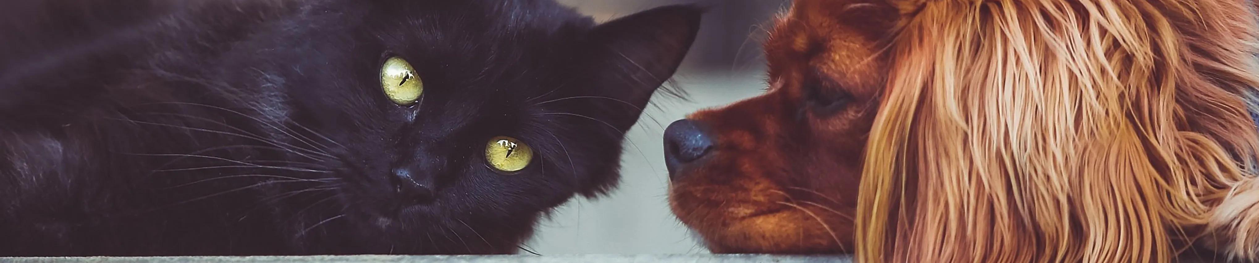 cat and dog