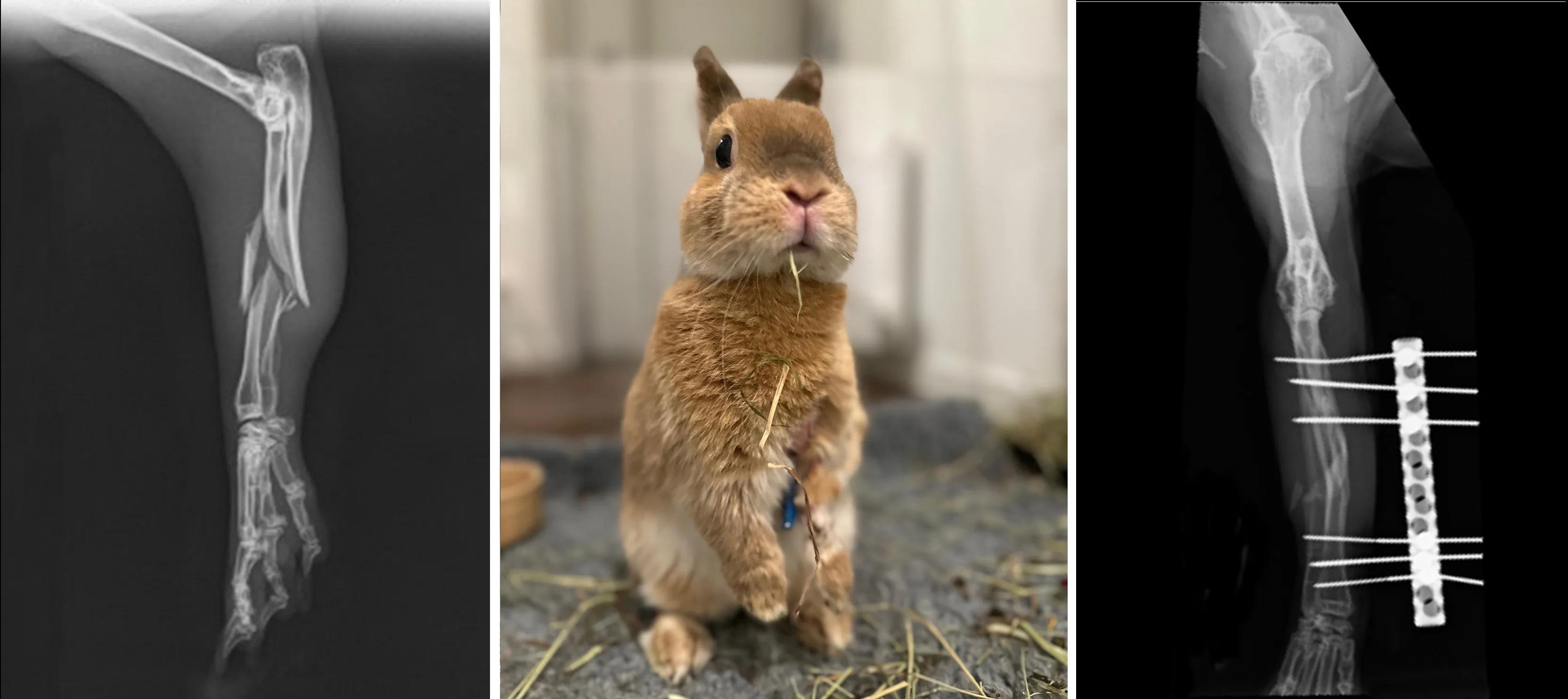 three images, one of a xray of a rabbits leg broken in several places, one of a xray of the same leg after being pinned surgically and an image of a brown dwarf breed rabbit standing up on its hind legs showing the external pins 