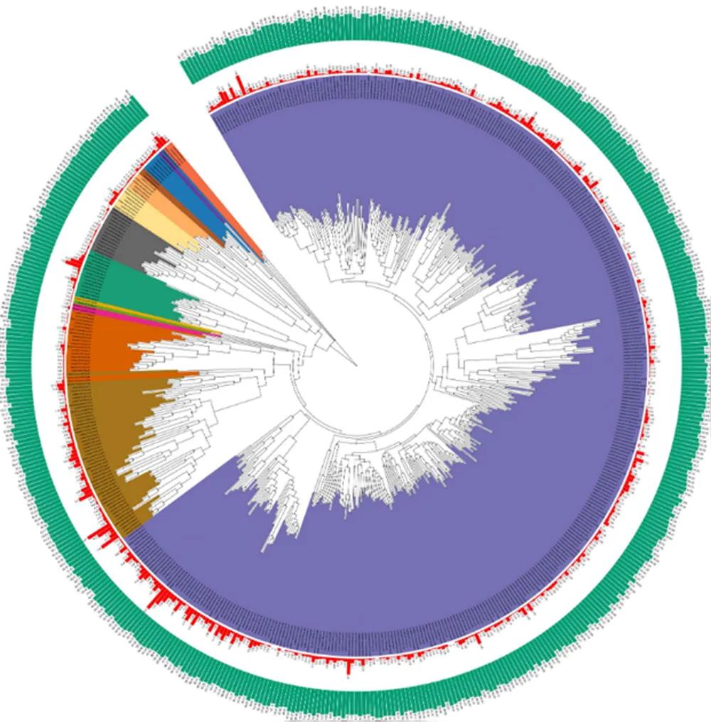 Metagenome assembled genome taxonomic tree from chicken caeca
