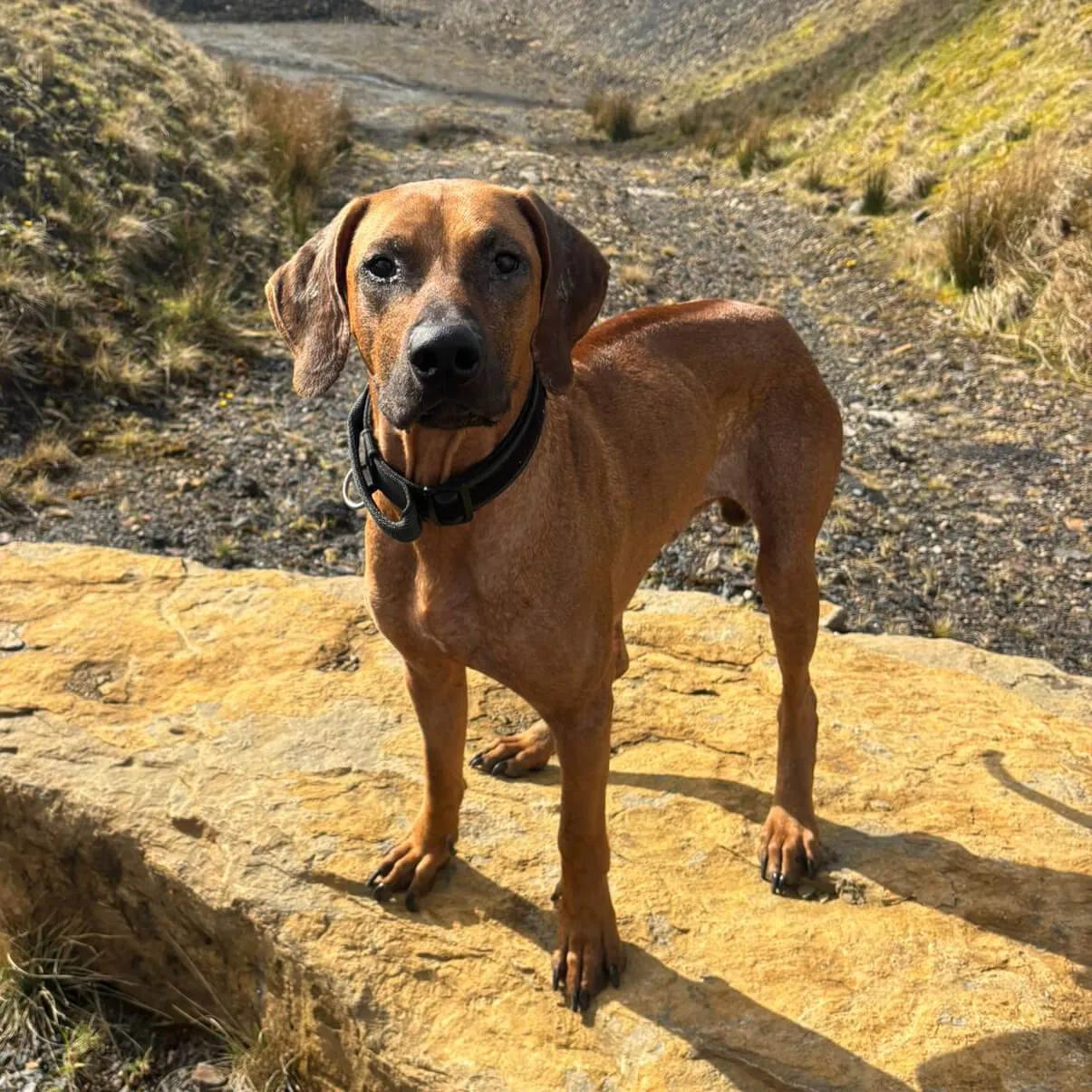healthy large brown dog  standing on a rock looking at the camera