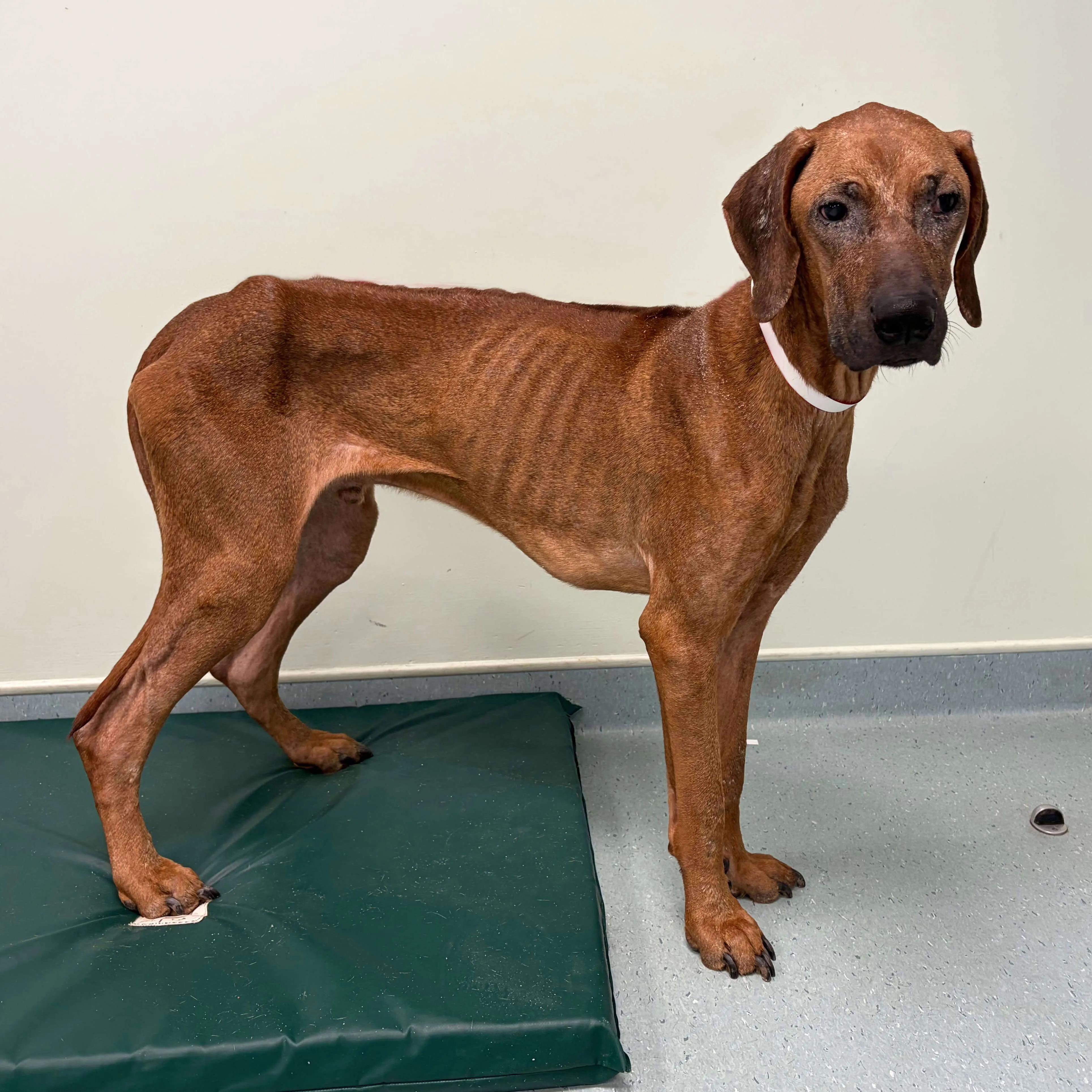 large brown dog looking incredibly thin with serious skin condition