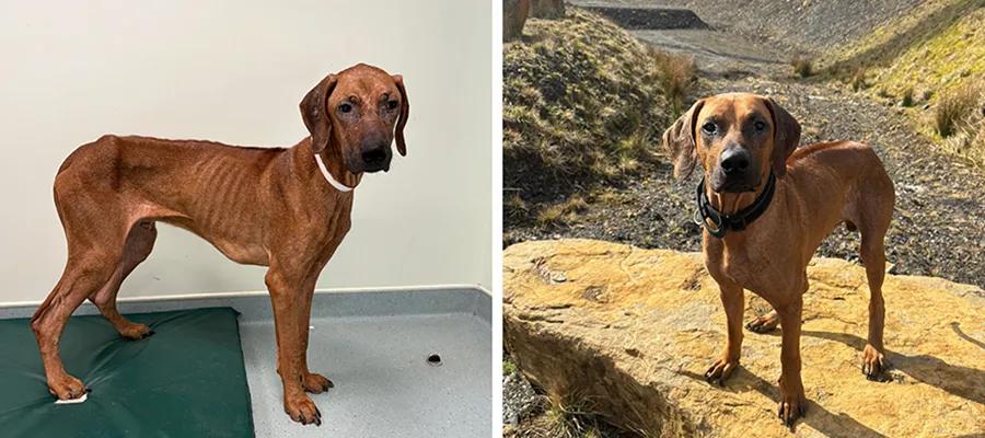 two photos of large brown dog taken a month apart. the first image shows a very thin, weak dog with skin condition, the second image shows the dog at a healthy weight out on a walk