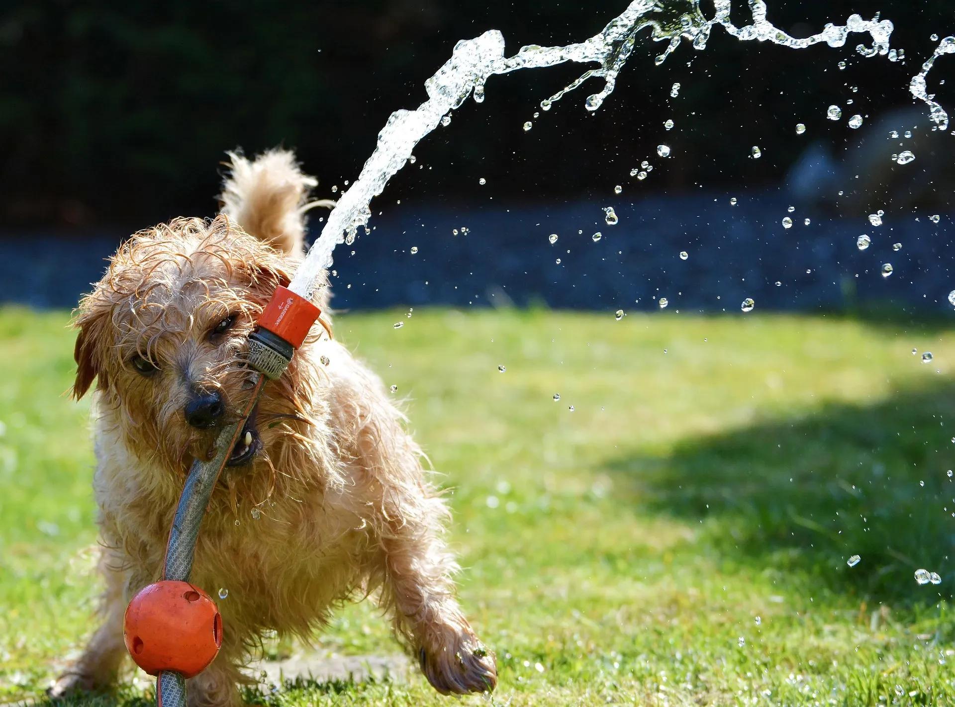 small cream terrier dog holding a hose pipe in his month with a jet of water shooting into the air