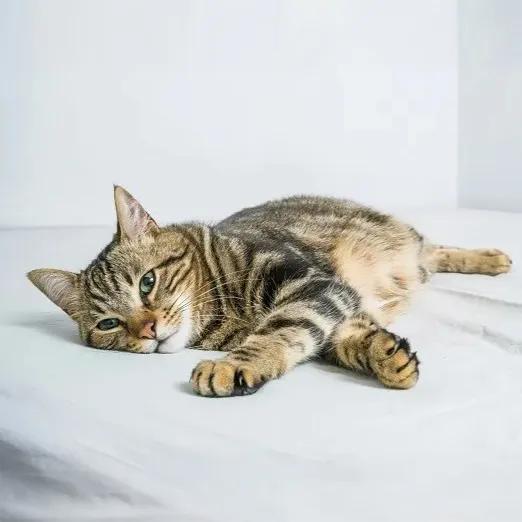 tabby cat lying on white sheet