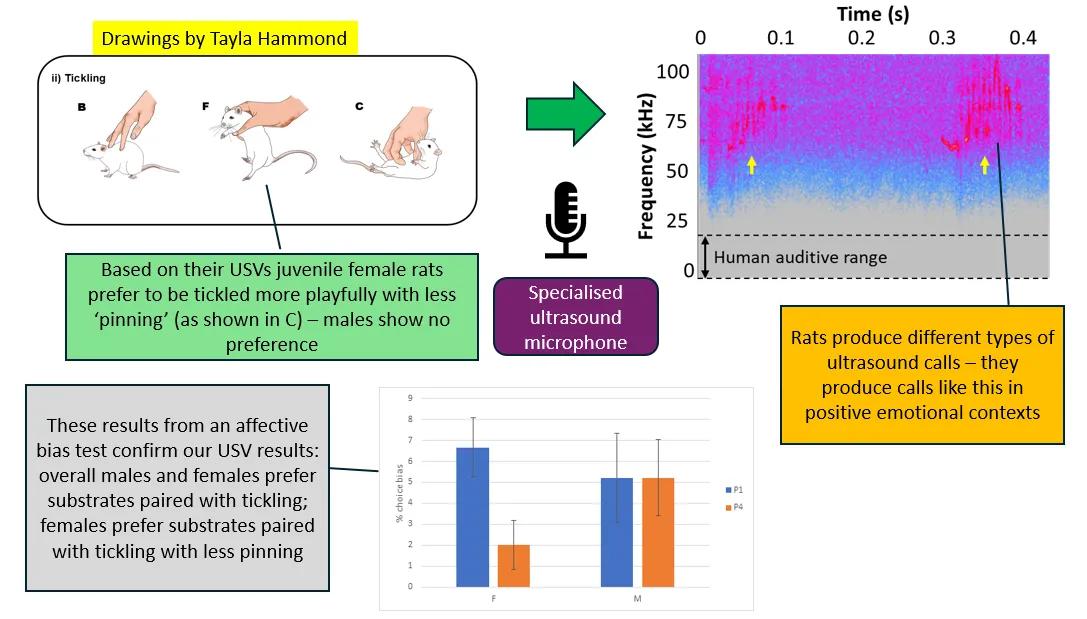 Animal Behaviour Group Research