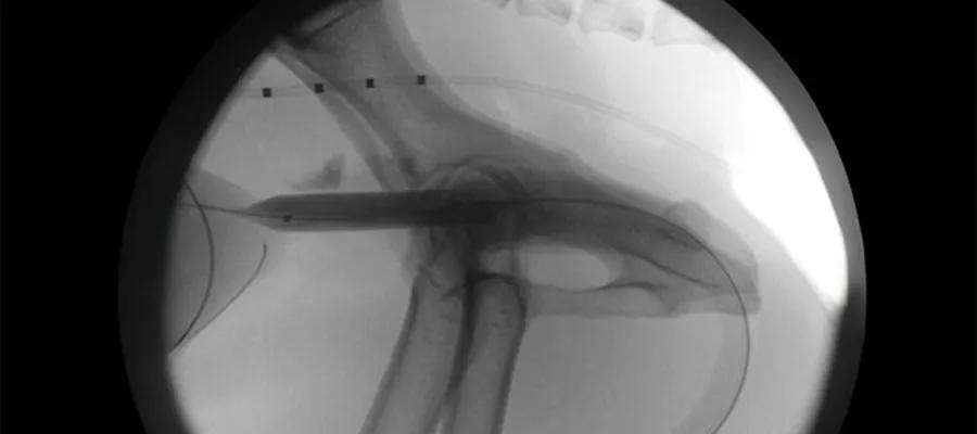 xray showing dilated urethra of a dog 