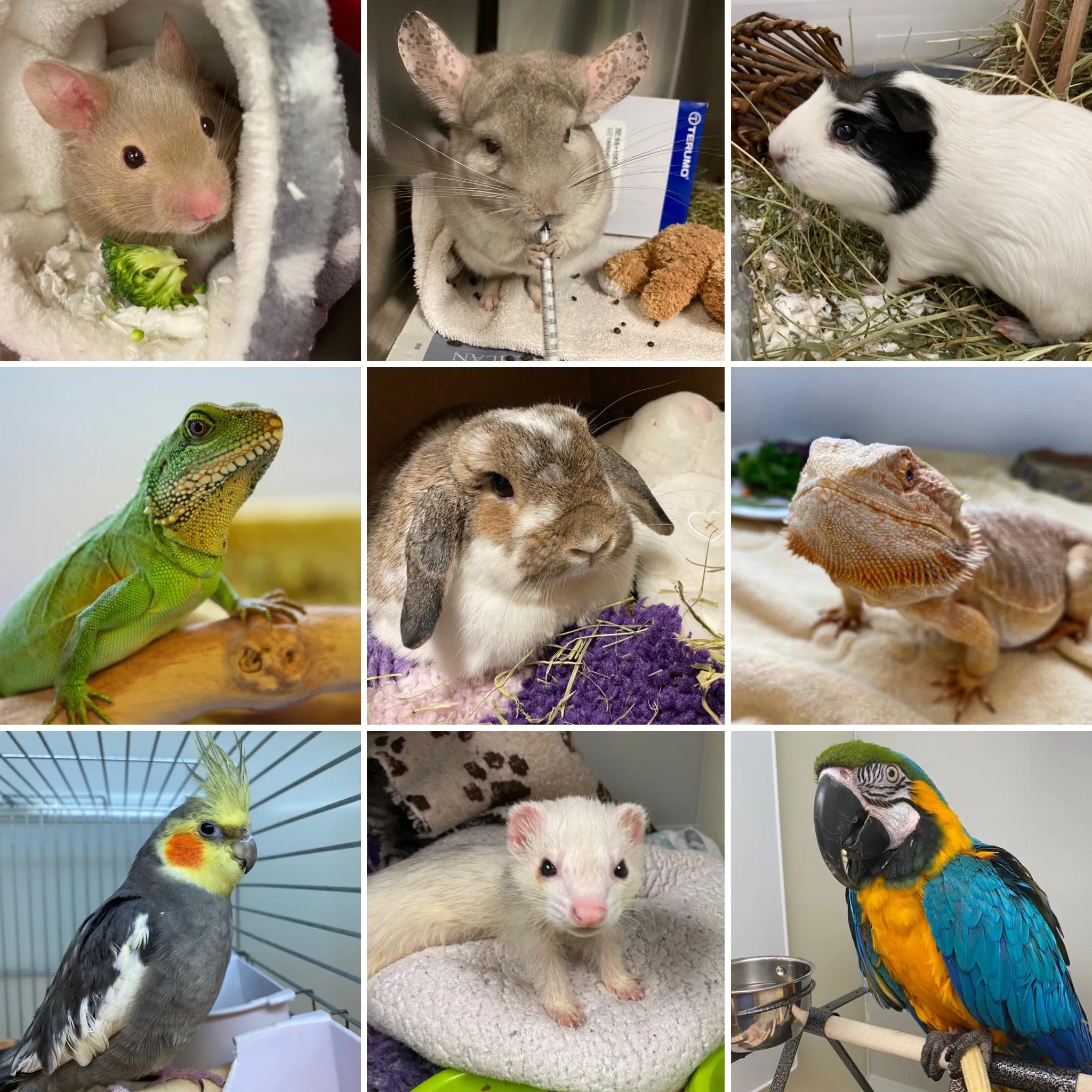 collage of nine different exotic animals