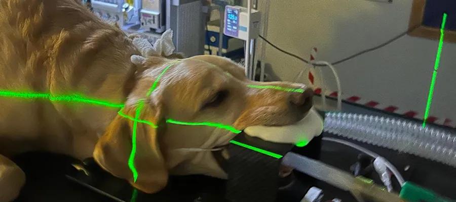 yellow labrador lying in a scanner with green laser lines reflecting on its head