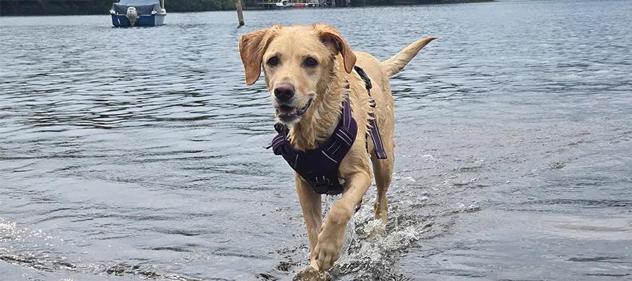 yellow labrador wearing a harness in water