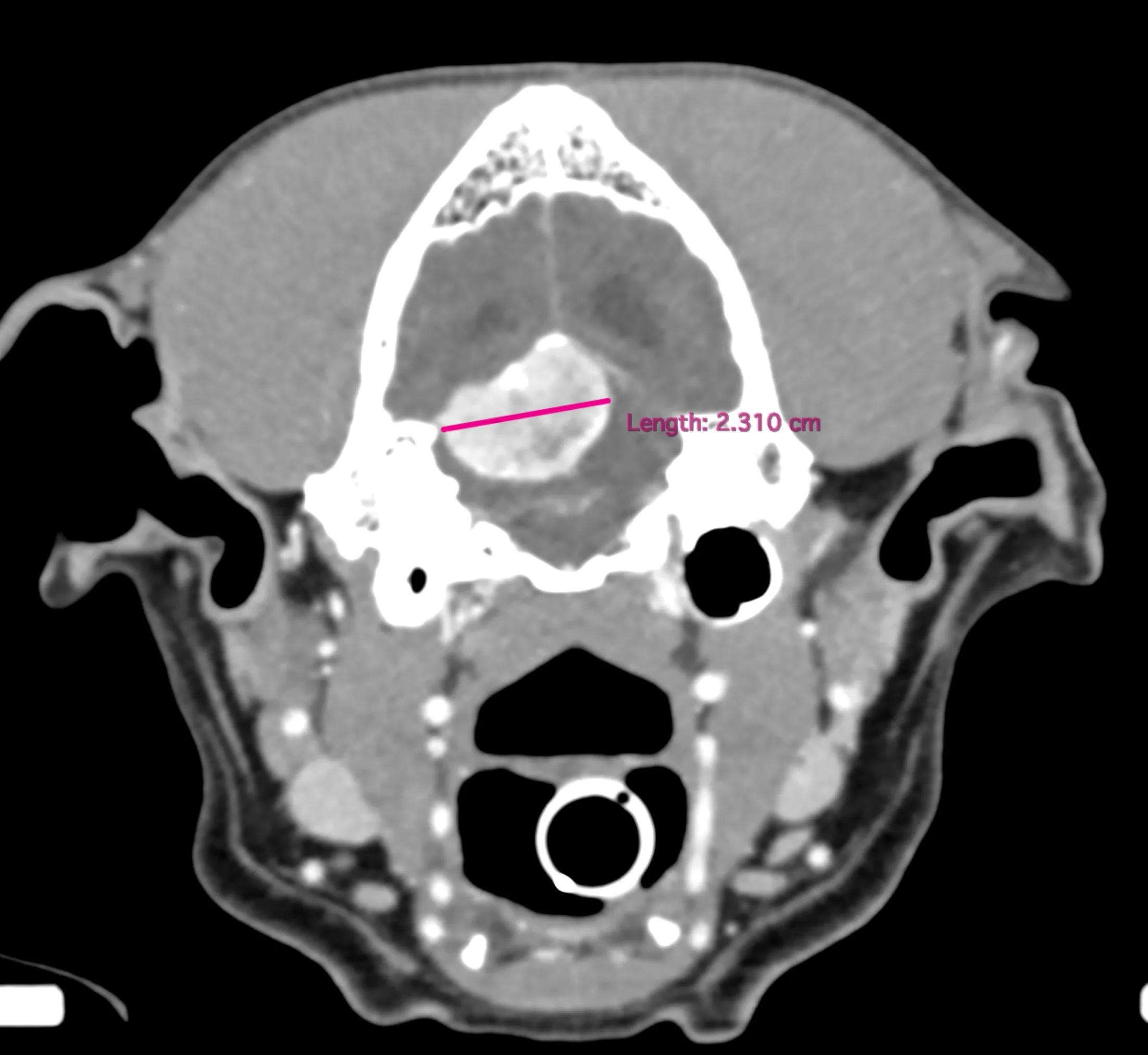 MRI of dogs brain with tumour highlighted