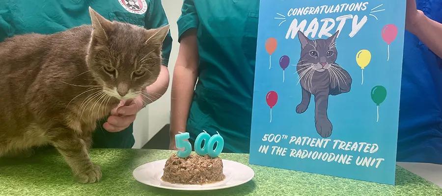cat next to cake with '500' candle and celebration card