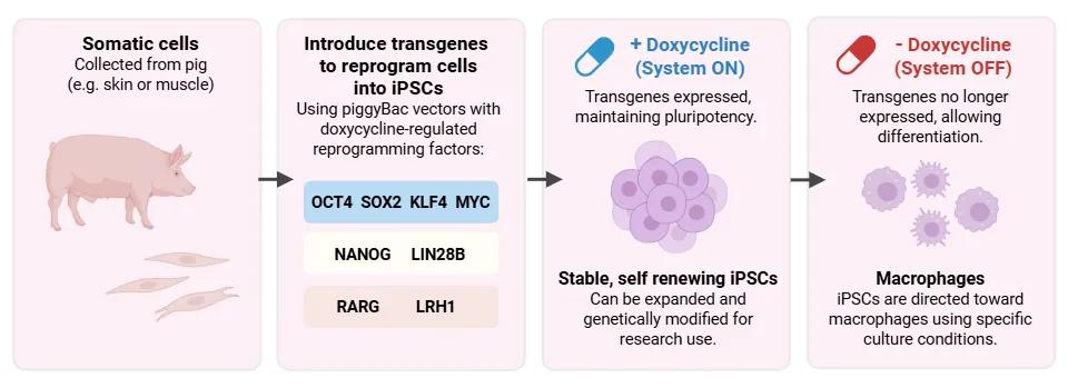 Engineering Porcine iPSCs ASFV 