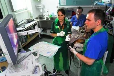 Vets with dog looking at monitor