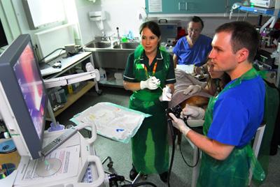 Vets with dog looking at monitor