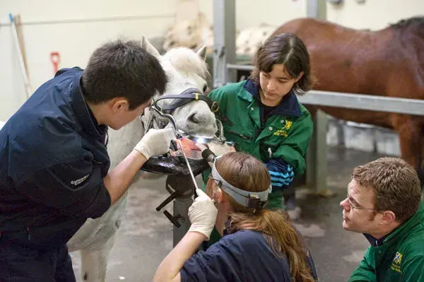 Students Equine dentistry